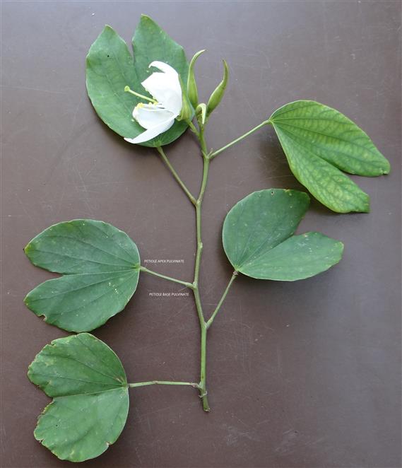 Bauhinia acuminata